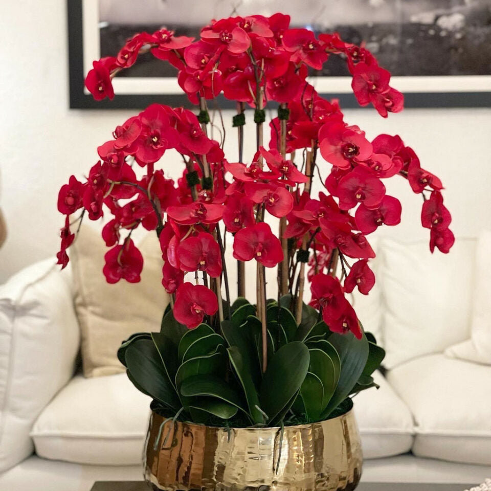 Premium Rote Phalaenopsis-Orchideen in einem mittelgroßen Goldtopf
