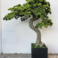 Premium Großer Bonsai im Block-M-Pflanztopf