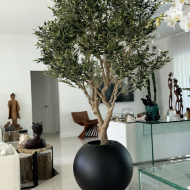 Premium Olivenbaum im mattschwarzen Topf