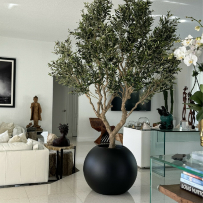 Premium Olivenbaum im mattschwarzen Topf