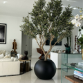 Premium Olivenbaum im mattschwarzen Topf