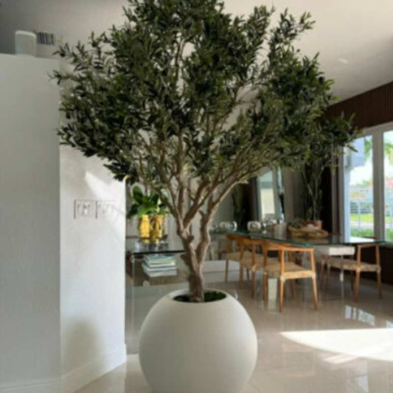 Premium Olivenbaum im matten beigen Topf