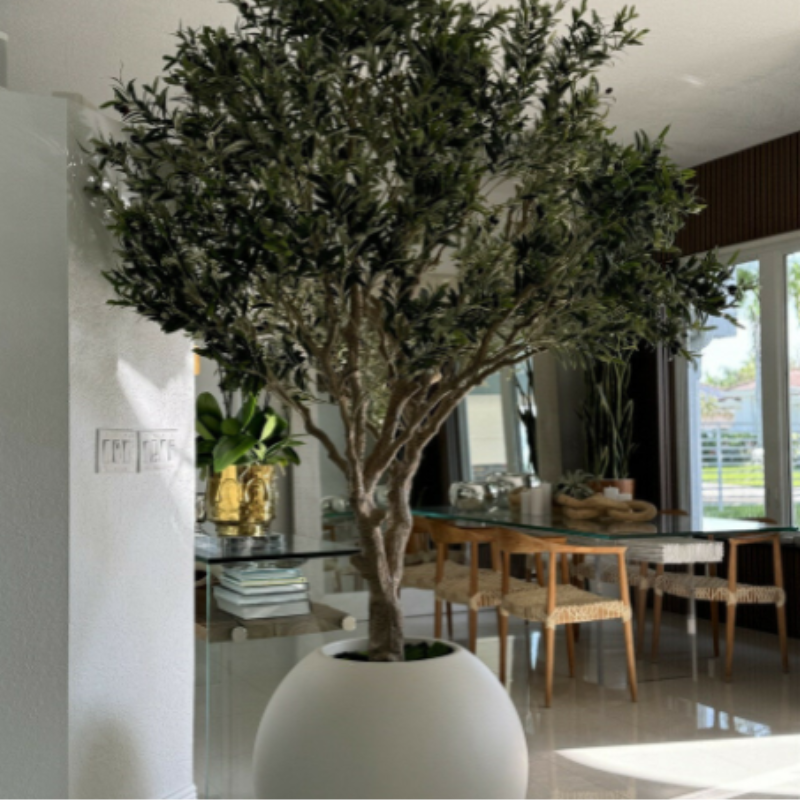 Premium Olivenbaum im matten beigen Topf