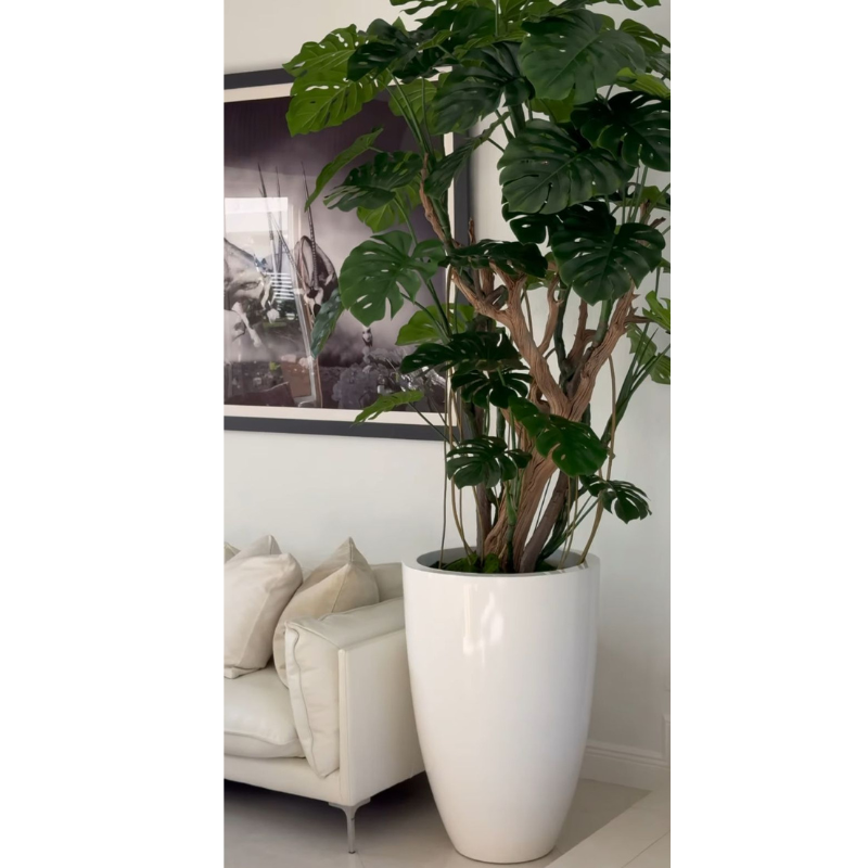 Premium Monstera-Pflanze im hochglänzenden weißen Topf