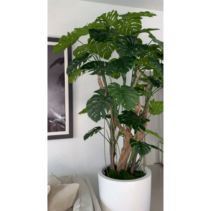 Premium Monstera-Pflanze im hochglänzenden weißen Topf