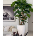 Premium Monstera-Pflanze im hochglänzenden weißen Topf
