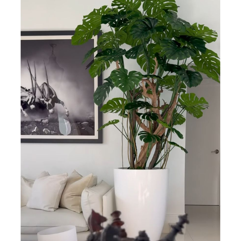 Premium Monstera-Pflanze im hochglänzenden weißen Topf