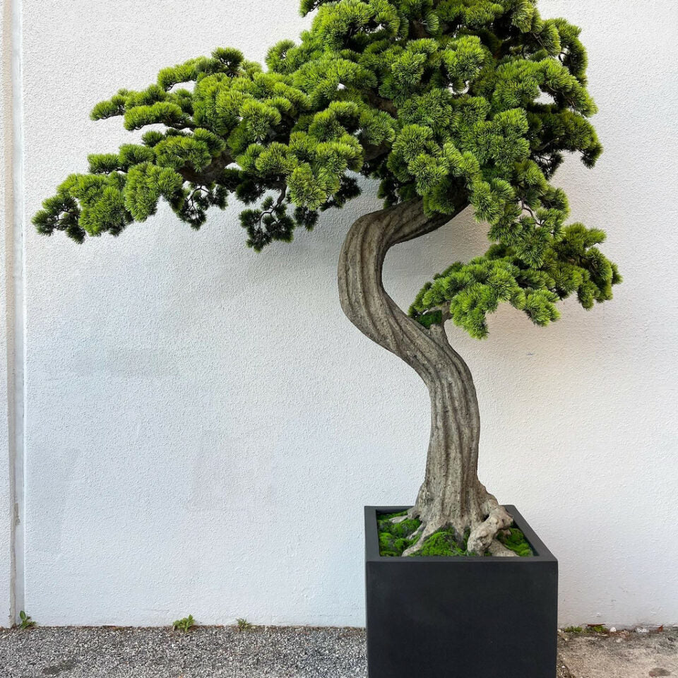Premium Großer Bonsai im Block-M-Pflanztopf