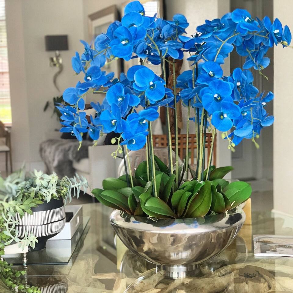 Premium Avenue-Schale mit blauen Phalaenopsis-Orchideen
