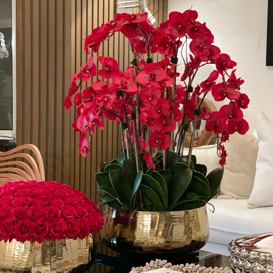 Premium Rote Phalaenopsis-Orchideen in einem mittelgroßen Goldtopf