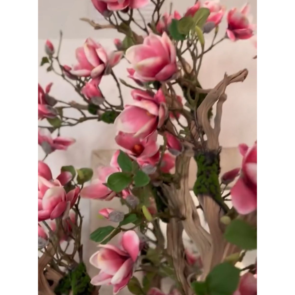 Premium Rosa Magnolienbaum im St. Tropez-Topf in strahlendem Weiß – Neuerscheinung