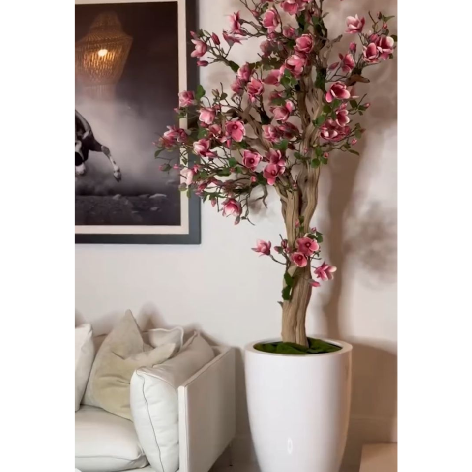 Premium Rosa Magnolienbaum im St. Tropez-Topf in strahlendem Weiß – Neuerscheinung