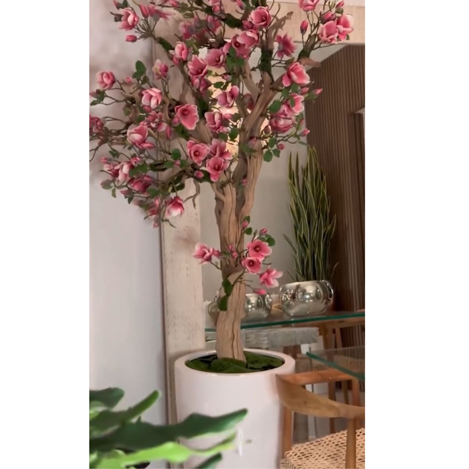 Premium Rosa Magnolienbaum im St. Tropez-Topf in strahlendem Weiß – Neuerscheinung