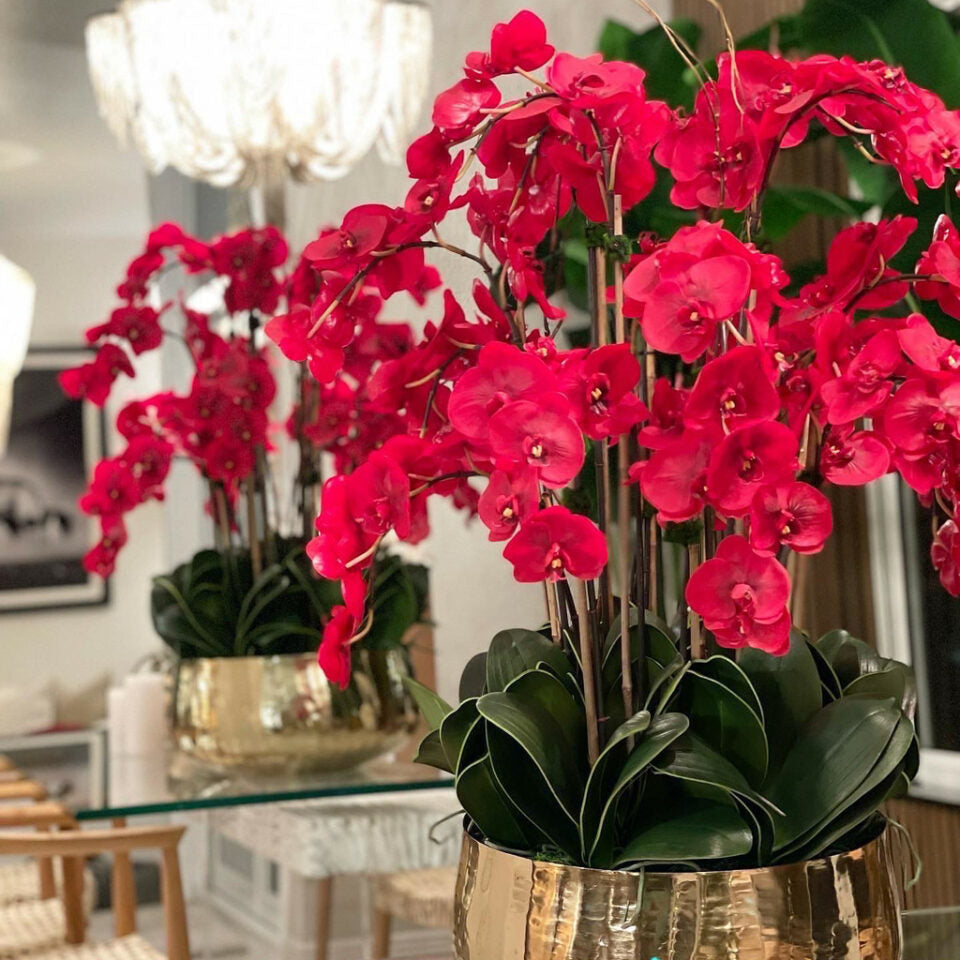 Premium Rote Phalaenopsis-Orchideen in einem mittelgroßen Goldtopf