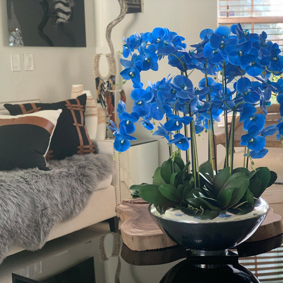 Premium Avenue-Schale mit blauen Phalaenopsis-Orchideen
