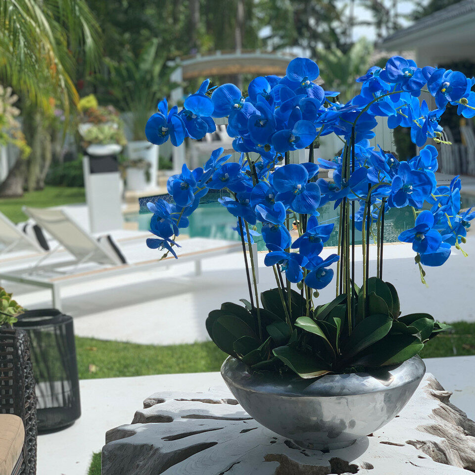 Premium Avenue-Schale mit blauen Phalaenopsis-Orchideen