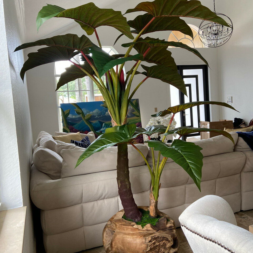 Premium Große Teakholzschale mit Alocasia-Pflanze