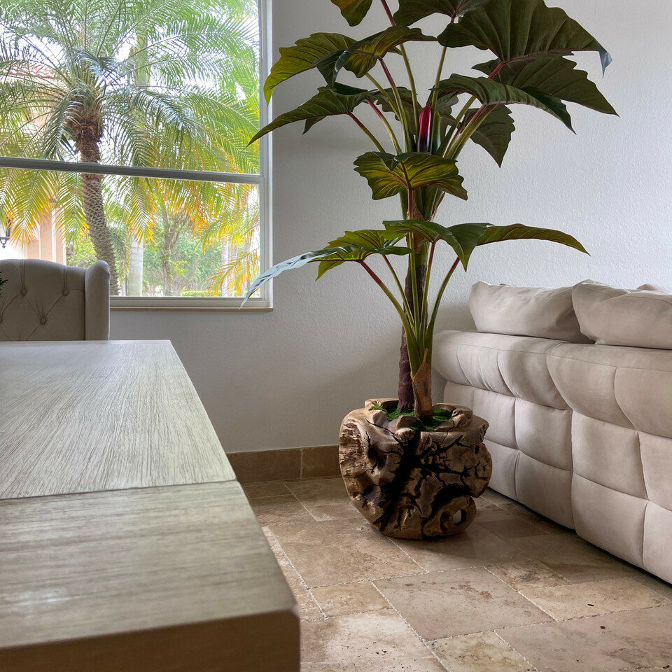 Premium Große Teakholzschale mit Alocasia-Pflanze