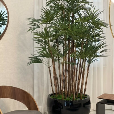 Premium Lady-Palme im schwarzen Terragona-Pflanzgefäß