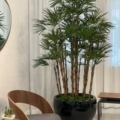 Premium Lady-Palme im schwarzen Terragona-Pflanzgefäß