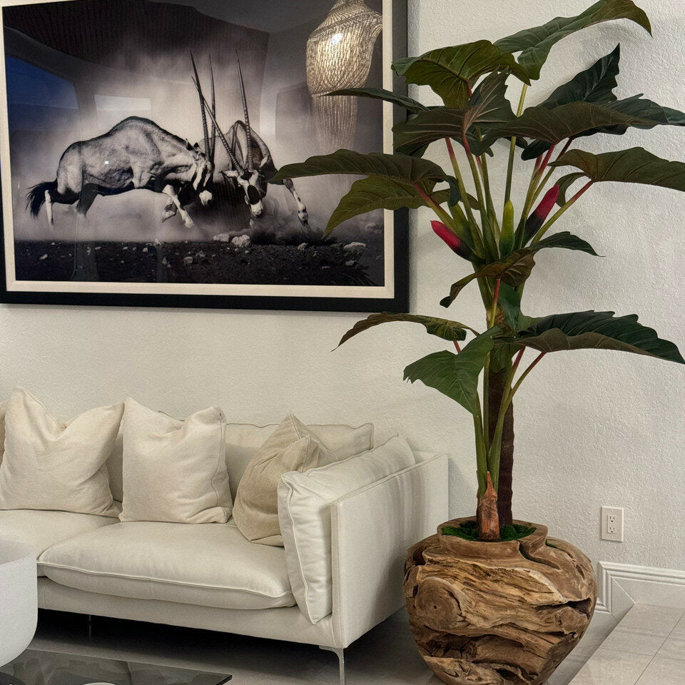 Premium Große Teakholzschale mit Alocasia-Pflanze