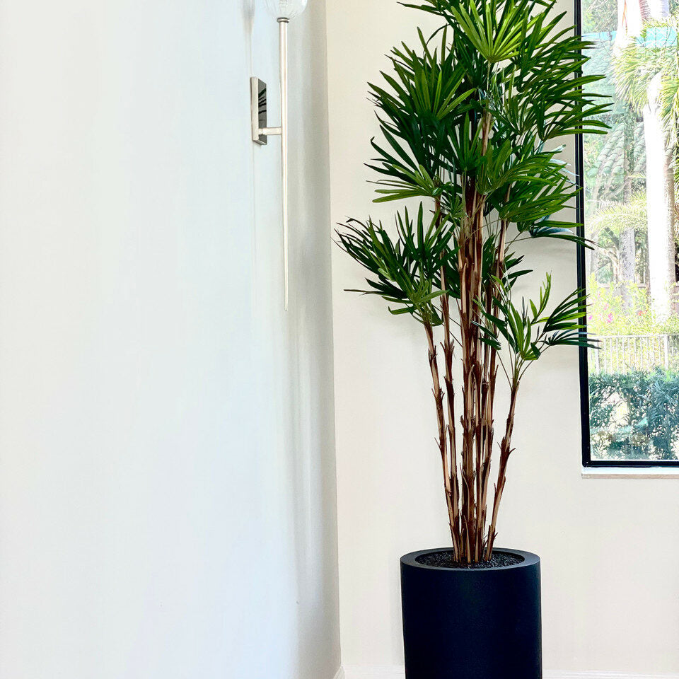 Premium Palme im XL-Topf (schwarz)