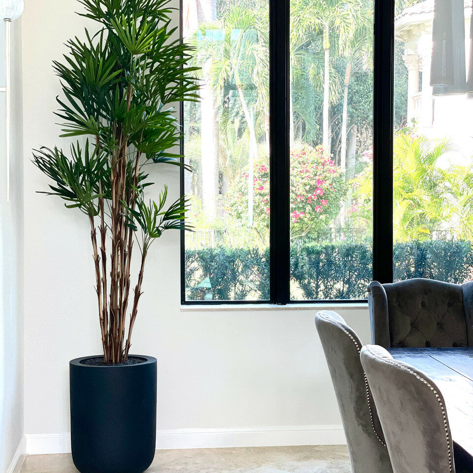 Premium Palme im XL-Topf (schwarz)