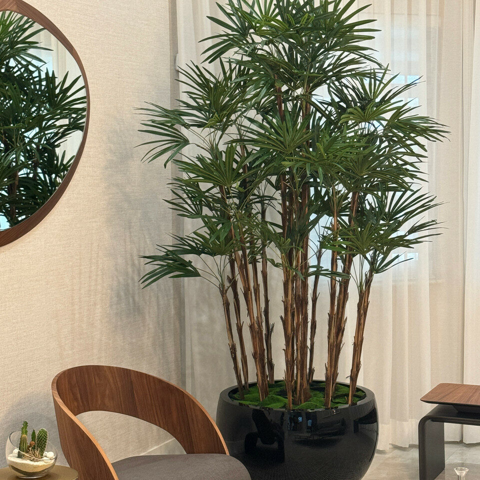 Premium Lady-Palme im schwarzen Terragona-Pflanzgefäß