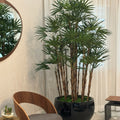 Premium Lady-Palme im schwarzen Terragona-Pflanzgefäß