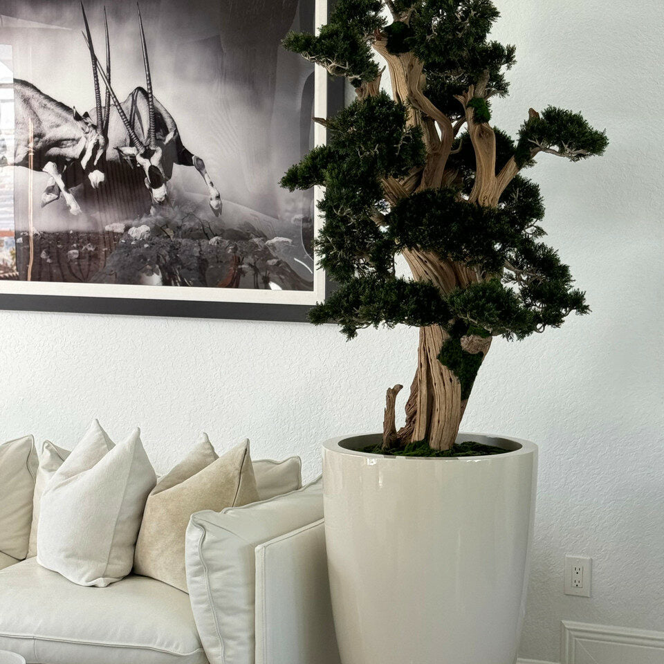 Premium Großer Bonsai im Brannan-Topf