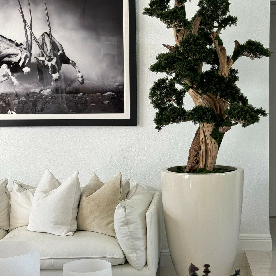 Premium Großer Bonsai im Brannan-Pflanzgefäß