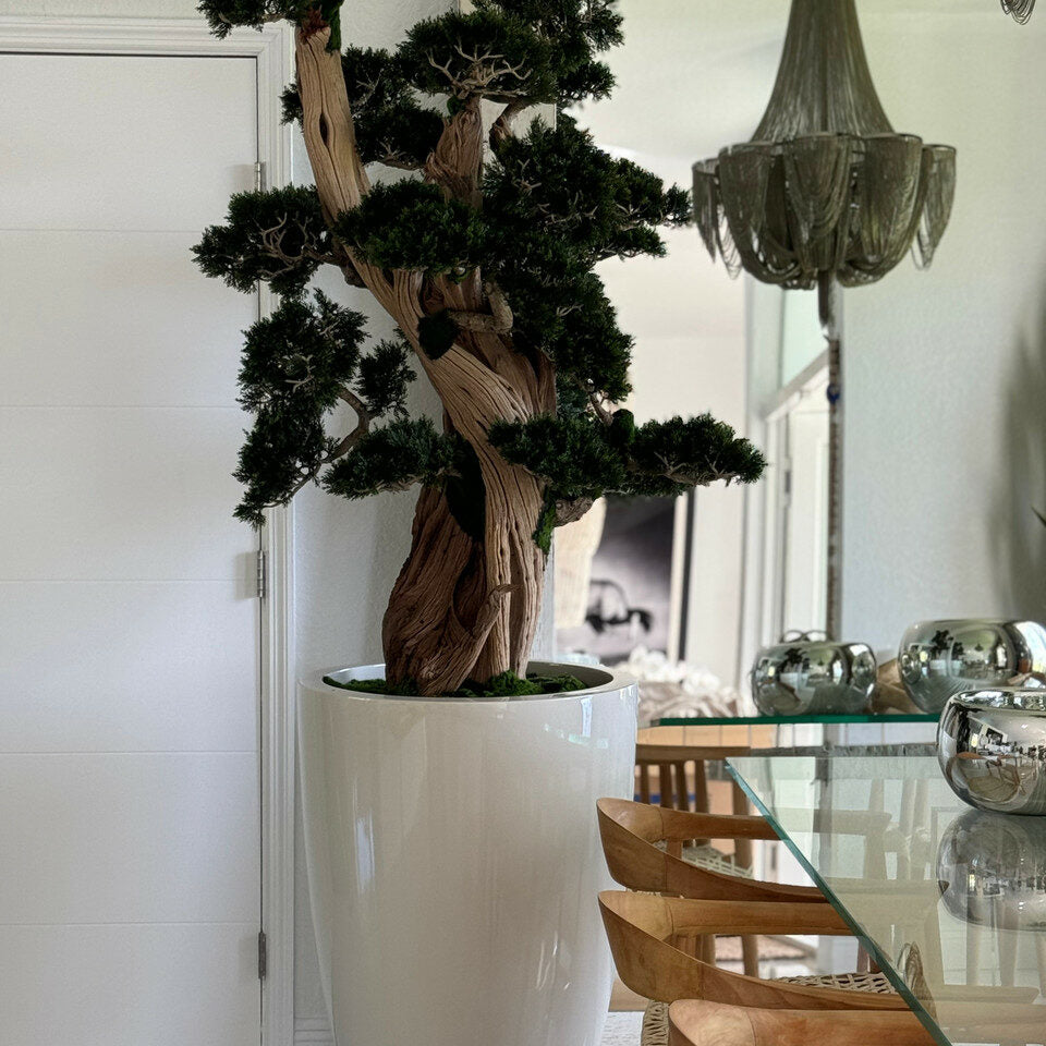 Premium Großer Bonsai im Brannan-Pflanzgefäß