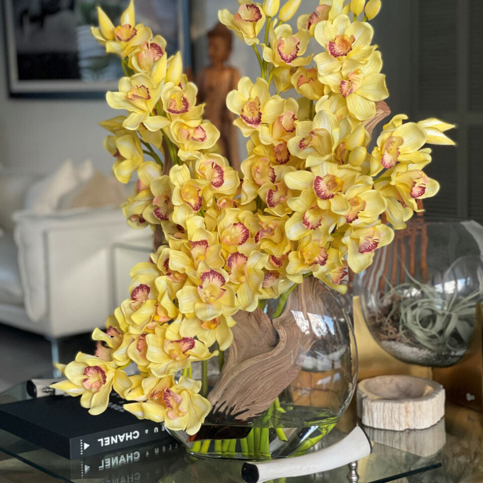 Premium Gelbe Cymbidium-Orchideen in Mondvase