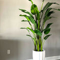 Premium Paradiesvogelblume (2,7 m)