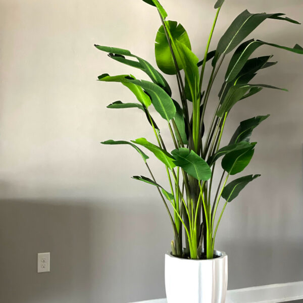 Premium Paradiesvogelblume (2,7 m)